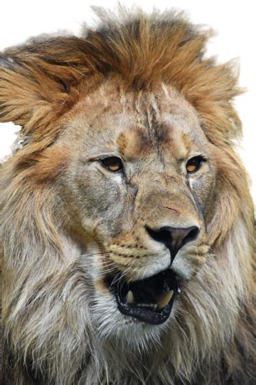 Close Up Portrait Of Male African Lion Mane Roar Predator, Camera ...