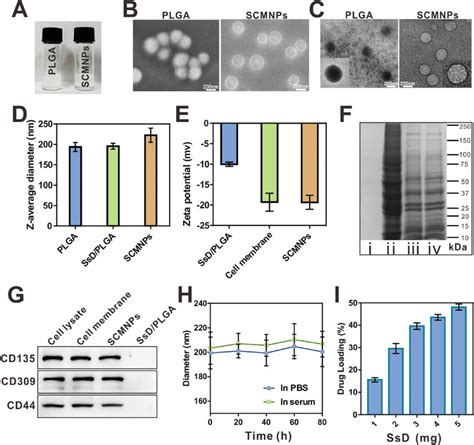 Characterization of nanoparticles. (A) The photographs of PLGA and ...