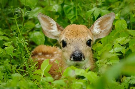 fawn in the rain | Fawns are young deer, and they are natura… | Flickr