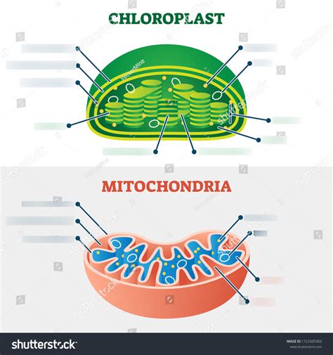 Biology 2201 - Mitochondria and Chloroplasts Digram Diagram | Quizlet