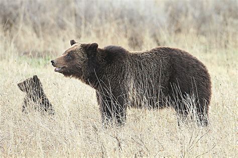 Tolerance key to grizzly bear conservation, state says | Powell Tribune