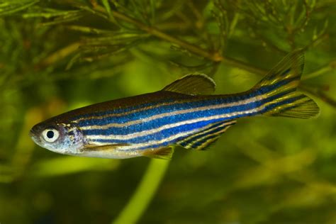 Study: Zebrafish are smarter than we thought | MIT News | Massachusetts ...