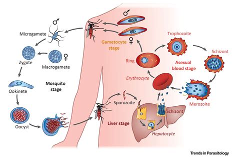 Plasmodium falciparum: Trends in Parasitology