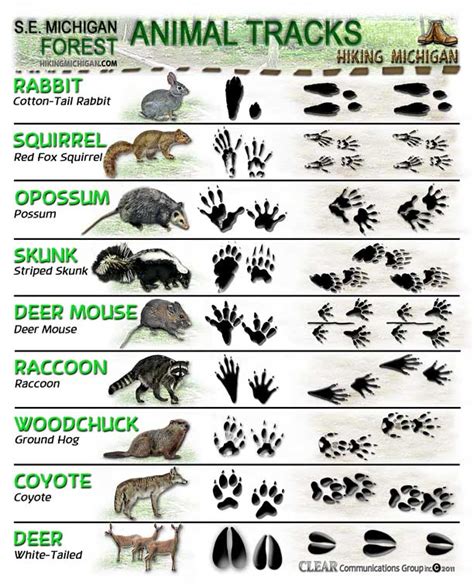 Latest ANIMAL TRACKS ID sheets | HIKING MICHIGAN