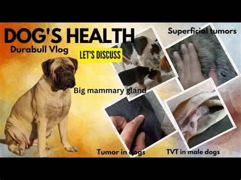 Tvt in male dogs । tumor in dogs । how to reduce breast size after birth । Durabull vlog । - YouTube