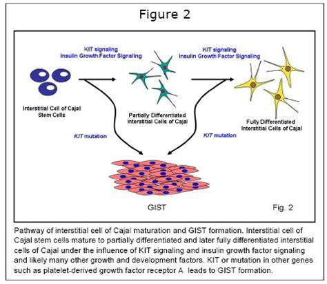 Células intersticiales de Cajal: ¿Qué son y por qué debería importarte ...