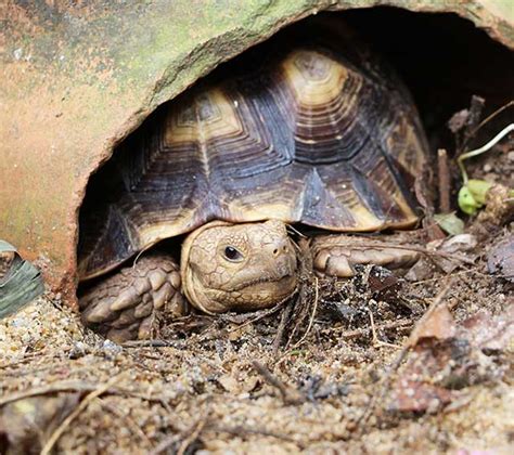 Tortoise Hibernation Advice & Products | Zoological International