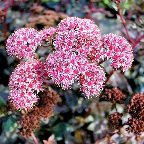 Sedum spectabile-drought tolerant | Flowers | Pinterest