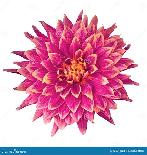 Flower Cerise Pink Orange Dahlia Isolated on White Background. Close-up Stock Image - Image of ...