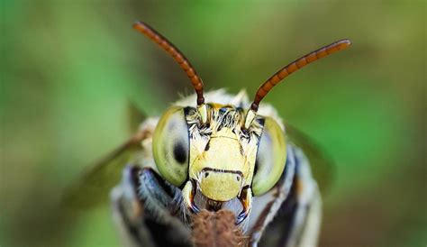 Incredible Macro Photos Taken with a Smartphone & DIY Lens - 500px