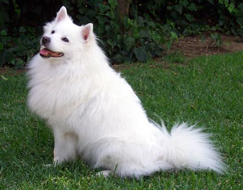 File:American Eskimo Dog.jpg - Wikipedia, the free encyclopedia