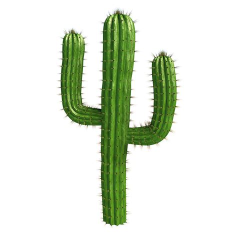 Saguaro cactus 3D Model OBJ 3DS FBX BLEND | CGTrader.com