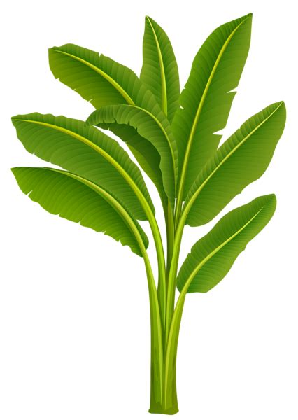 Banana Tree PNG HD Transparent Banana Tree HD.PNG Images. | PlusPNG