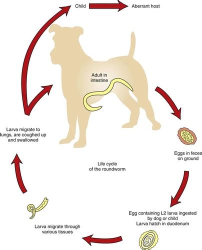 Ancylostoma Braziliense Life Cycle