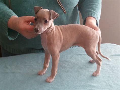 Italian Greyhound Info, Temperament, Puppies, Pictures