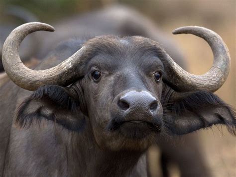 young female buffalo kruger park afrique du sud Buffle dAfrique Africa Wildlife, Africa Safari ...