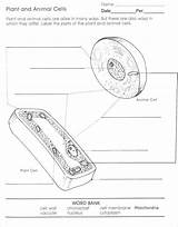Mitochondria Coloring Worksheet sketch template