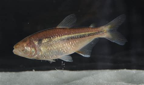 In Images: The Extraordinary Evolution of 'Blind' Cavefish | Live Science