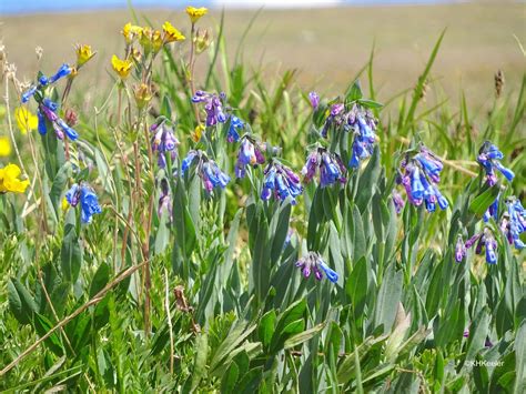 A Wandering Botanist: Alpine Tundra Wildflowers in Rocky Mountain National Park