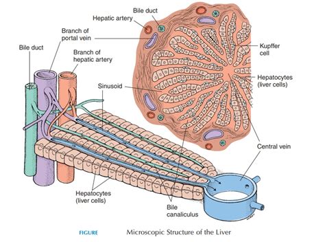 The liver - Structure and Function of Digestive System