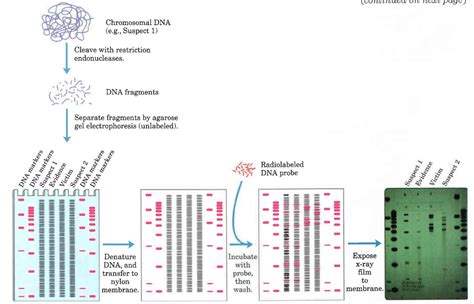 Biochemistry Class notes: DNA Fingerprinting