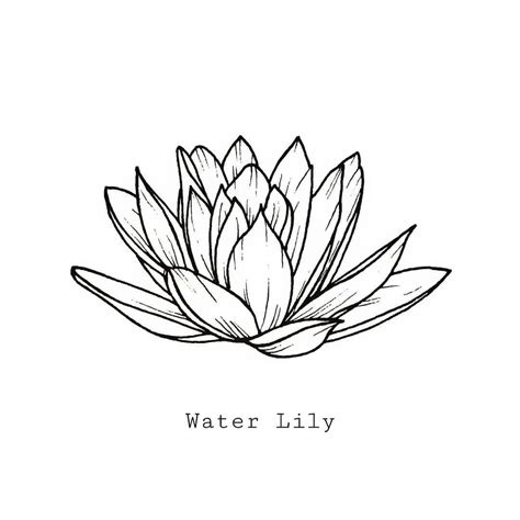 Water Lily Tattoo Drawings