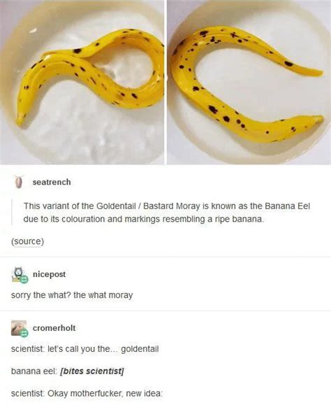 Banana eel - 9GAG