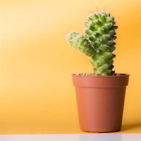 Potted cactus Stock Photo 05 free download