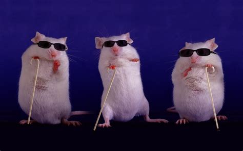 See, blind mice - Cosmos Magazine