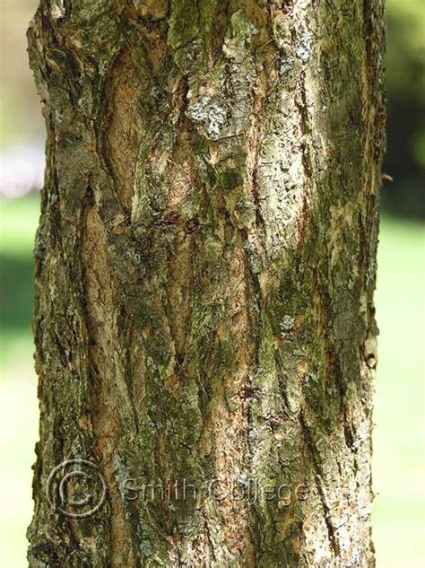 Frontier elm bark | Types of soil, Dutch elm disease, Insect pest