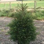 Nordman Fir - Ripponden Christmas Tree Farm