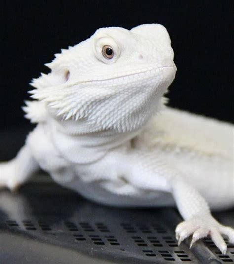 beautiful picture of a bearded dragon - Google Search | Albino & White ...