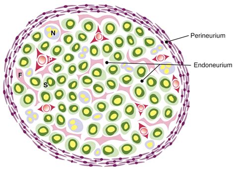 Endoneurium - Definition, Location, Anatomy, Functions and Pictures