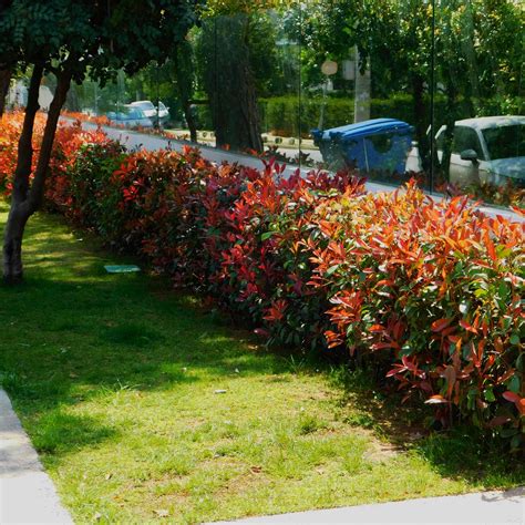 Red Tip Photinia Shrub - Alder & Oak Plants - Online Plant Nursery