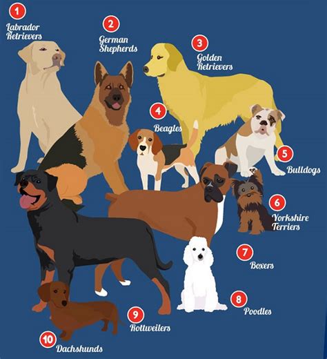 The Top 10 Dog Breeds in the U.S. and Why We Love Them - Orvis News