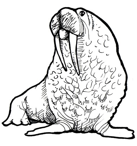 Free Walrus Pictures, Download Free Walrus Pictures png images, Free ...