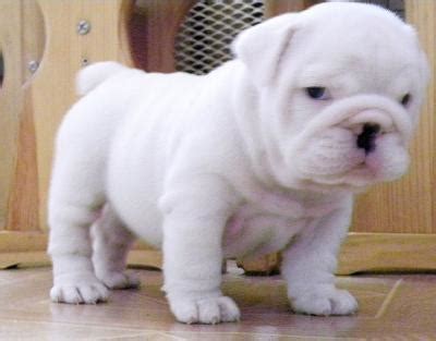 Lovely looking outstanding teacup english bulldog puppies available - Birmingham, AL ...