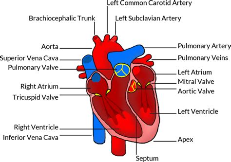 The Human Heart