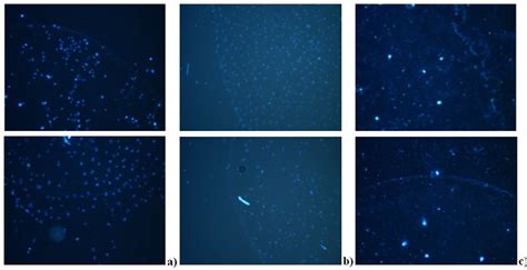 Fluorescent micrographs of HUVEC cells on a fibronectin drop. Different ...