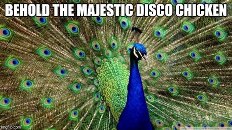 peacock Memes & GIFs - Imgflip