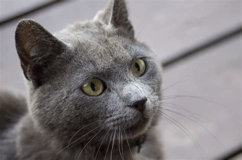 Korat Cat 🐾 】- dogscatsonline.com History, photos and more - 【2019】