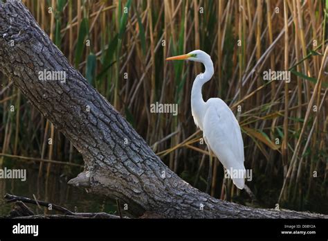 great white egret Stock Photo - Alamy