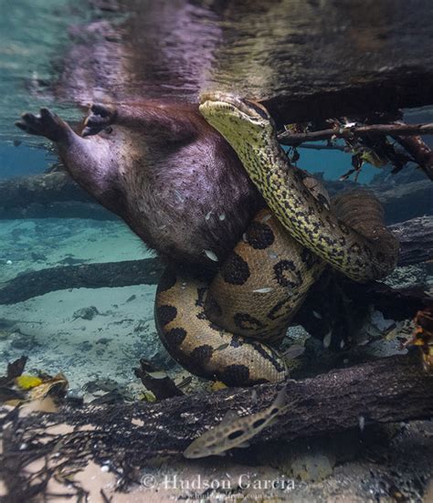 Anaconda that killed a Capybara : r/HardcoreNature