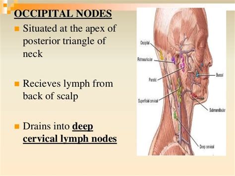 LYMPHATICS HEAD AND NECK