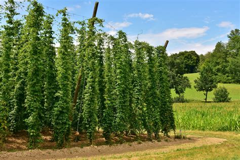 Houblon en Sologne : c’est la récolte ! | Le Royaume des Lanturelus