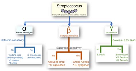 Streptococcal infections: Race to multidrug resistance- A review