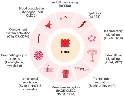 Biomolecules | Free Full-Text | Shapes and Patterns of Heme-Binding Motifs in Mammalian Heme ...