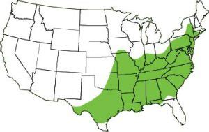 Copperhead | South Carolina Partners in Amphibian and Reptile Conservation