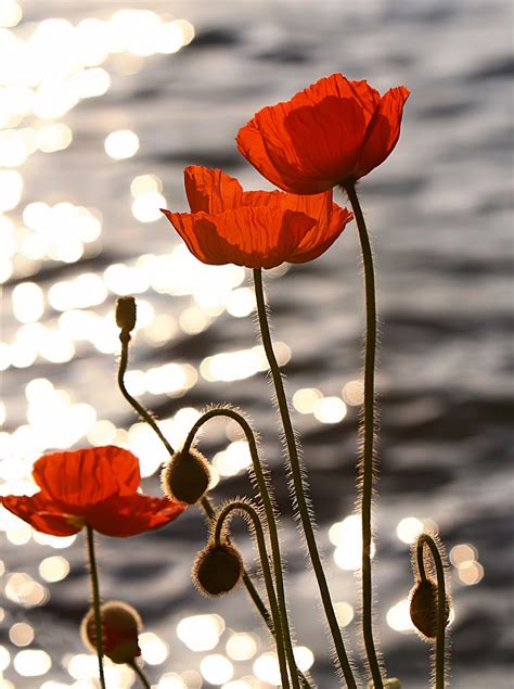 Memorial Day History. Why Poppies for Memorial Day?