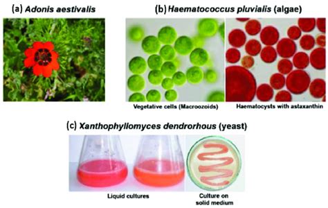 Natural sources of astaxanthin; (a) Adonis plants, (b) photo of H.... | Download Scientific Diagram